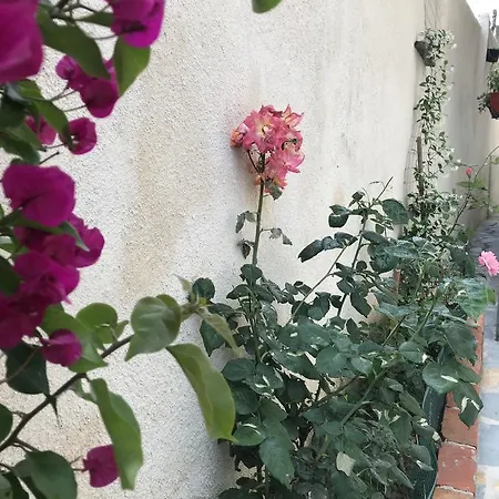 Aloe Vera Appartement Saranda